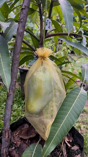 Fruiting millennium mango in black poly bag | PINOY GRAFTER