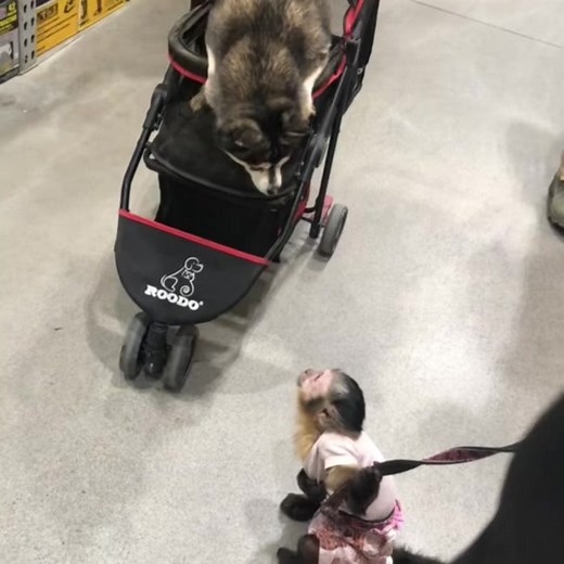 Dogs, people…..doesn’t matter to me. I just love to make new friends! 😂🥰 @Lowe’s #monkeysoftiktok #dogsoftiktok #happy #newfriends