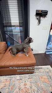 The biggest baby in the whole world 🥲 #bullybreeds #americanbully #bullylove #exciteddog #americanbullyofficial | Mythologicaldogs