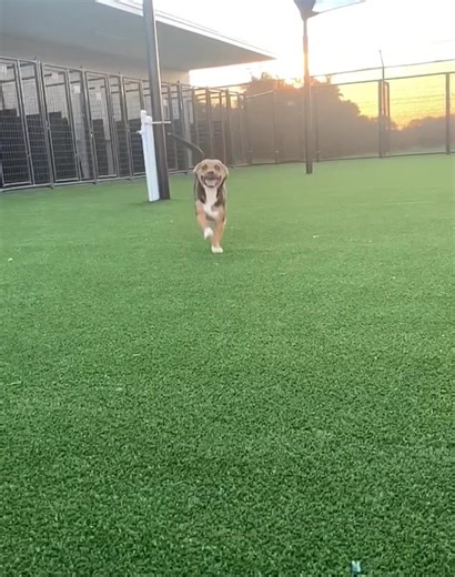 Pet Paradise Charlotte Airport on Reels