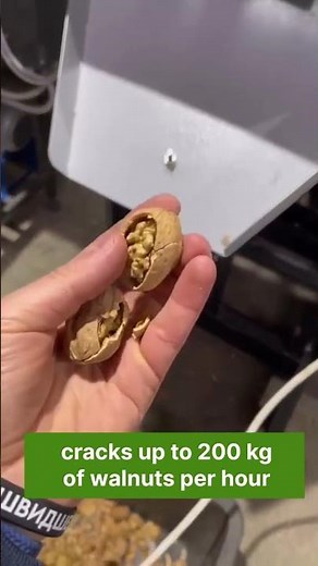 How to get a large number of whole kernels when processing walnuts
