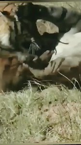 Tiger KING Attack Tiger. 🤔😭 | Minecraft Club