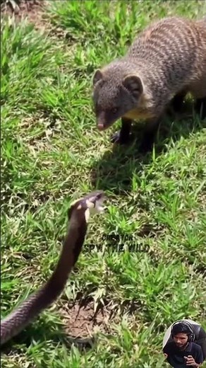 Mongoose Faces a Striking Snake on the Grasslands – A Battle of Reflexes, Agility, and Survival