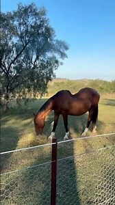 What Is Swayback? #goodtoknow #vet #medicine #educational #funfacts #horses #equine #learn #survival