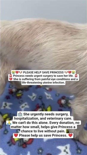 🐾 Please help us give Princess hope.❤️ Please help us give Princess healing.