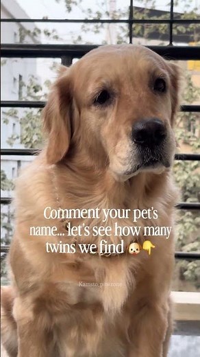 Comment your dog name and let's find most common name