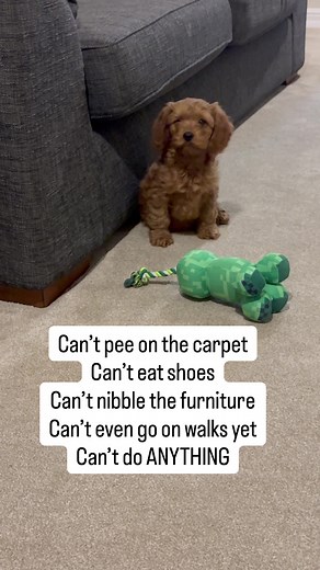 Cavapoo Puppy Love: Innocent and Adorable Moments