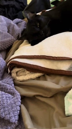 Boo steals dogs sleep and pain medicine ￼and scares us