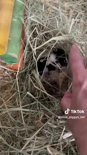 Espresso gave birth to a healthy son and daughter at 9:42am this morning 💚 This birth is back-to-back, as Espresso arrived with her previous son and “ex-husband.” I’m happy to report that mum and babies are all doing beautifully — and this will be her last time having babies. Did you know? 🐹 • Guinea pig babies are born with a full coat of fur • Their teeth are already growing (poor mum!) • Their eyes are open at birth • They can eat solid food within an hour of being born • In some cases, bab