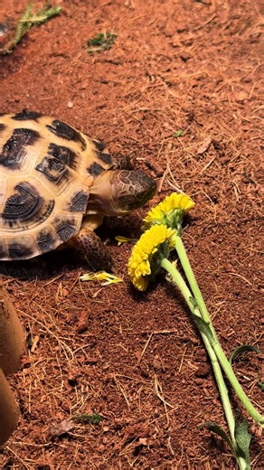 Flower time 🌼 #reptile #tortoise #pet #baby #flowers