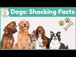 You Won’t Believe What Dogs Can Do. 10 Incredible Facts for Kids.