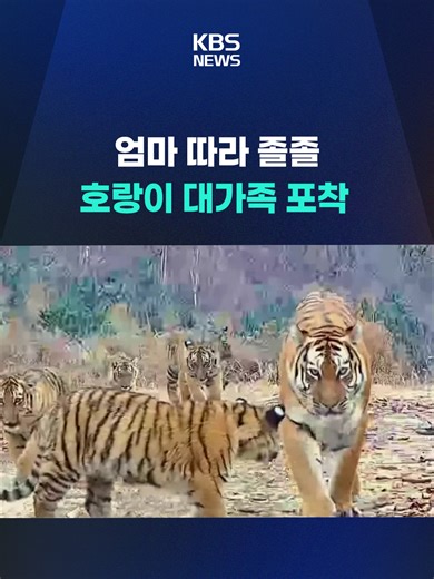 중국 백두산 호랑이 가족의 역사적인 포착