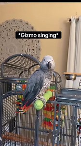Should Gizz try out for Chirp Idol?? | Bird Whisperer