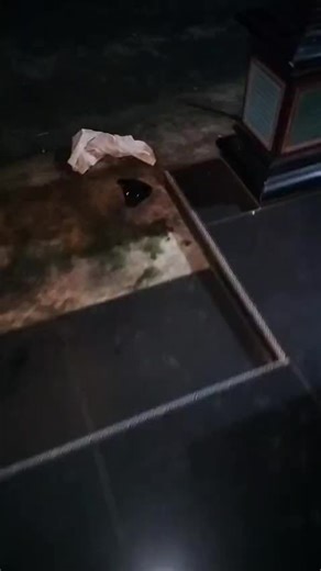 Anjing Lucu dan Kelakuannya yang Menghibur