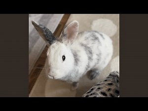 Angry Rabbit Stomps at Me