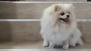 Scientists Are Baffled By Just How Big The Brains of Dogs Are Getting