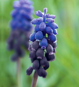 Muscari latifolium