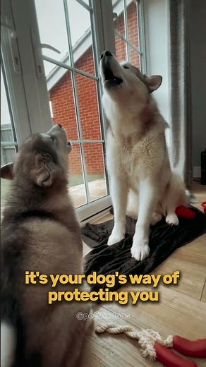 Why Dogs Howl at Sirens 🐶🚨 #funny #cuteanimals