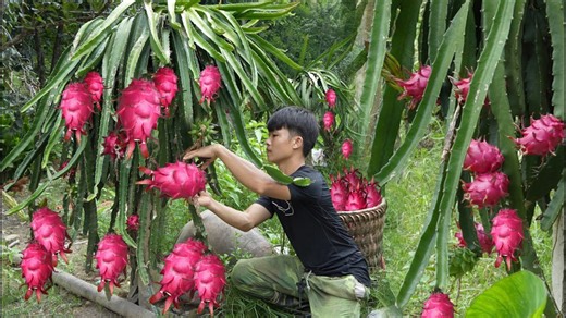 2 Years Living in the Forest: Harvesting Dragon Fruit & Growing Veggies 🌱🍊
