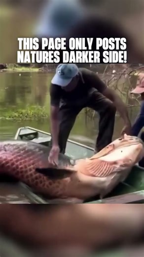 The Arapaima: Amazon’s Giant River Monster | Terrifying Fish Encounter