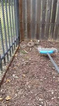 No Snakes Were Harmed in the Making of this Video