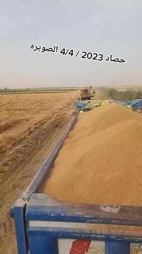 Golden Grain Harvesting with Combine in Rural Fields