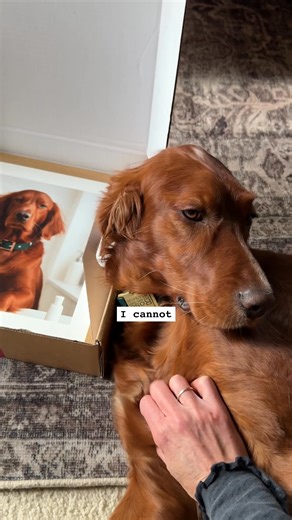 Turn your photos into a beautiful gallery with Mixtiles! Peel-and-stick framed tiles, no drilling needed. Printed in the UK 🇬🇧 and rated Excellent on Trustpilot⭐ Order now at Mixtiles.com | Mixtiles