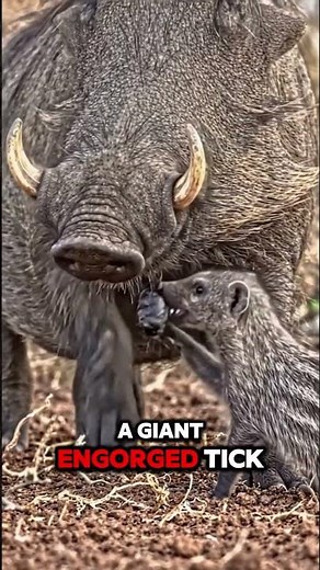 Mongoose Discovers a SECOND GIANT Tick Hiding Nearby!