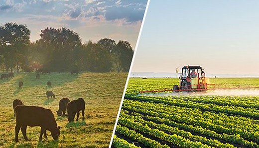 Difference Between Farm and Ranch | Farm vs Ranch Explained