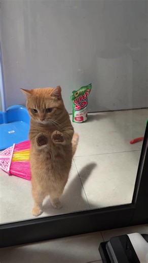 SAPA SURU NAKAL #fyp #cattok #catsoftiktok #kucingtiktok #catlovers