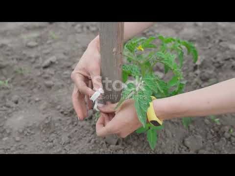 STOP Using Pesticides! This Copper Coil Makes Plants INVISIBLE to Insects