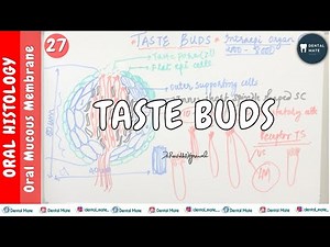 Taste Buds | OMM | Dr Paridhi Agrawal