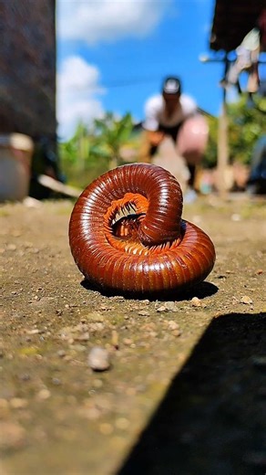 millipedes are nice to look at when the weather is clear like this
