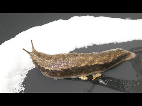 Surrounding a giant slug with salt...it was crazy!