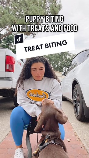 Stop Puppy Biting: Labrador Retriever Training