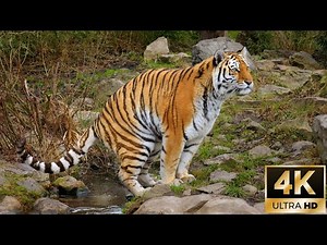 Siberian Tiger Pooping / 4K Nature Footage