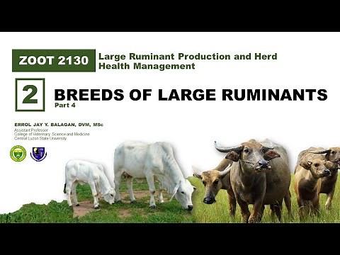 Breeds of Water Buffalo