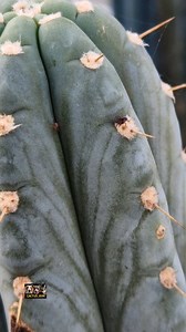 229 reactions · 4 comments | It's great to see all the insects and animals coming back after winter. Got a lot of teeny tiny spiders and bugs seeking shelter and safety below the dense spines of the cacti again! This little spider was way up on a columnar cactus! | Cactus Jerk | Facebook