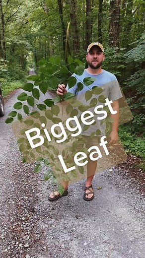 Devils walking stick! #nativeplanttok #nativetrees #plantnative #alabama #biodiversity #ClearGenius