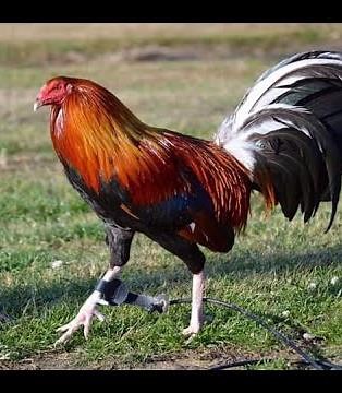 Características de los gallos Roundhead.