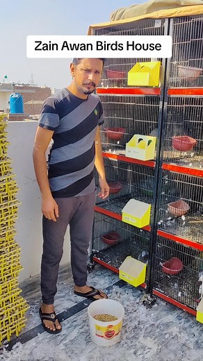 Zain Awan on TikTok