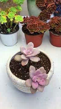 DIY Succulent Arrangements: Easy Decorating Ideas!