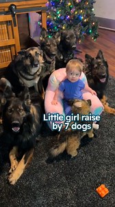 640K views · 10K reactions | Dog pack meets newborn baby 凉 #germanshepherds #dogandbaby #cuddlebuddies | Cuddle Buddies | Facebook