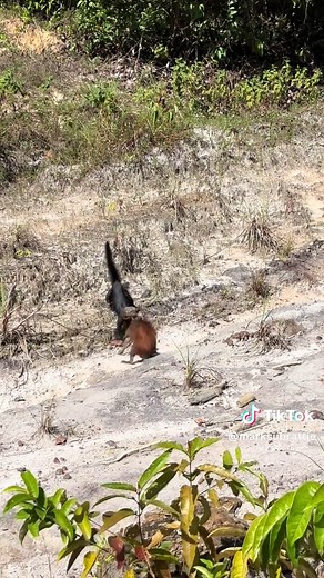Nature at it best 💀#fyp #guyanesetiktok🇬🇾 #truckman