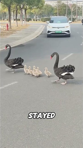 Sweet Swan Family #shorts