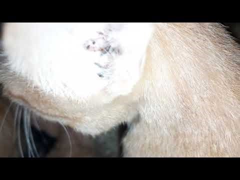 4 con mèo ăn đêm.