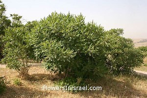 Rhus coriaria - Alchetron, The Free Social Encyclopedia