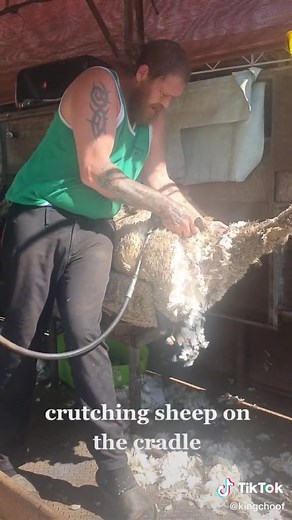 Sheep Farming: How to Crutch Sheep for Wool