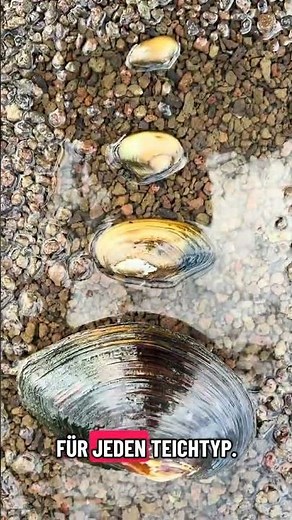 Darum helfen Teichmuscheln effektiv dein Wasser zu verbessern