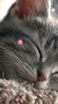 Cute Gray Kitten Sleeping on a Cat Tree